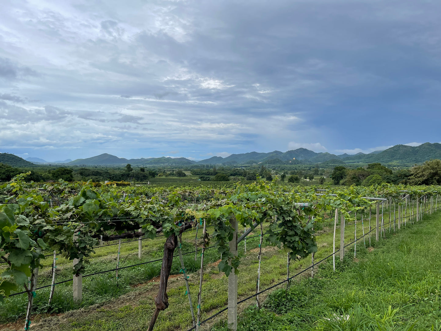 Hua Hin Wine Tasting Tour