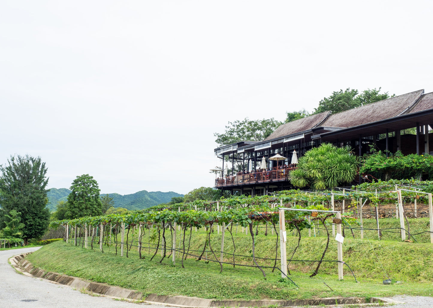 Hua Hin Wine Tasting Tour